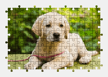 Jigsaw puzzle online labrador,puppy,dog,animal,pet,colorful