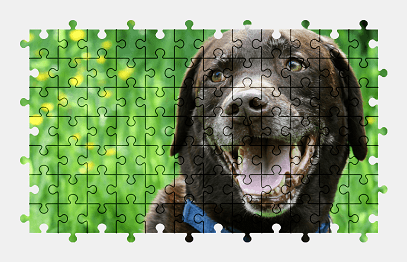 Jigsaw puzzle online labrador,retriever,dog,animal,colorful