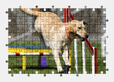 Jigsaw puzzle online labrador,dog,animal,colorful,nature