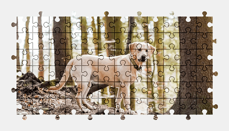 Jigsaw puzzle online labrador,retriever,forest,dog,animal,colorful
