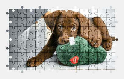 Jigsaw puzzle online labrador,puppy,dog,animal,pet,colorful
