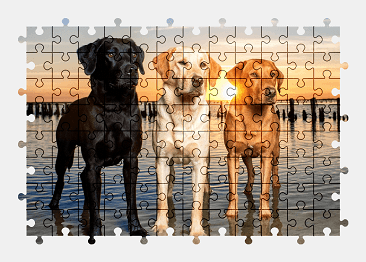 Jigsaw puzzle online labrador,dog,animal,beach,nature