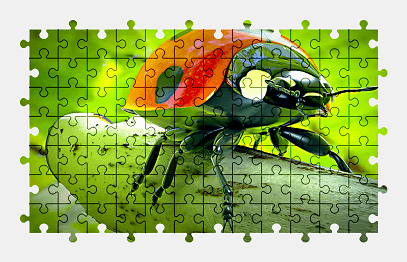 Jigsaw puzzle online ladybug,beetle,animal,nature,colorful