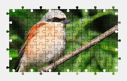 Jigsaw puzzle online bird,animal,nature