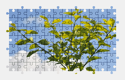 Jigsaw puzzle online green,leaves,branch,tree,sky,nature,colorful