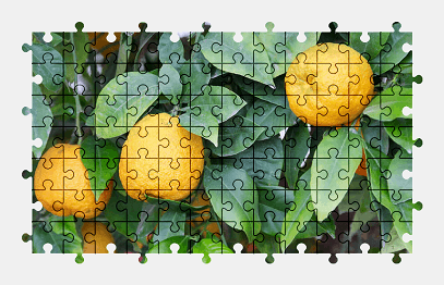 Jigsaw puzzle online lemon,citrus,fruit,tree,colorful