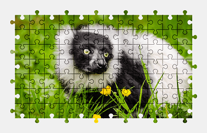 Jigsaw puzzle online lemur,animal,wildlife,nature,colorful
