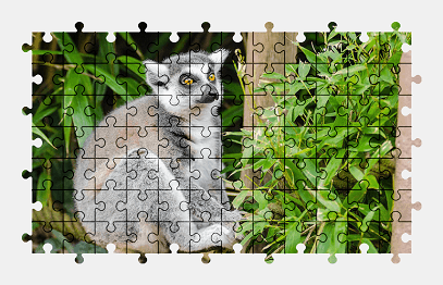 Jigsaw puzzle online lemur,madagascar,primate,animal,plant,colorful