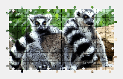 Jigsaw puzzle online lemur,zoo,animal,madagascar