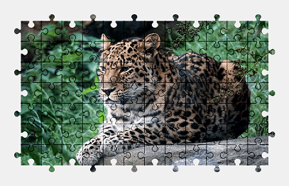 Jigsaw puzzle online leopard,animal,zoo,predator,big-cat