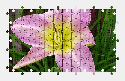 Jigsaw puzzle online pink,daylily,flower,blossom,bloom,nature,beautiful,colorful