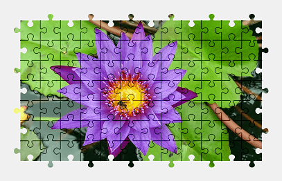 Jigsaw puzzle online purple,water-lily,flower,nature,pond,colorful