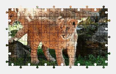 Jigsaw puzzle online lion,animal,colorful