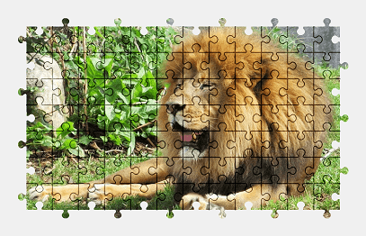 Jigsaw puzzle online lion,big-cat,animal,predator,colorful