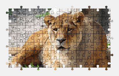 Jigsaw puzzle online lioness,lion,animal,zoo,predator