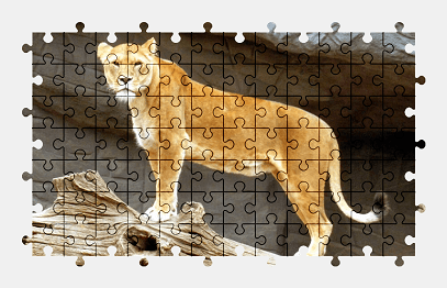 Jigsaw puzzle online lioness,lion,cat,predator,animal