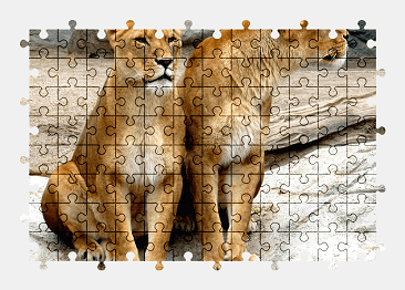 Jigsaw puzzle online lioness,lion,big-cat,cat,animal