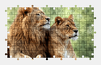 Jigsaw puzzle online lion,lioness,cat,animal