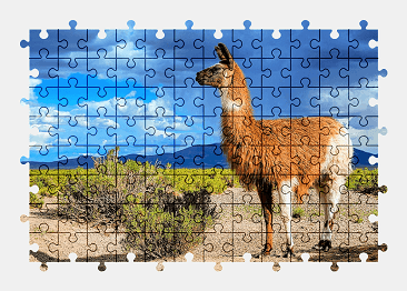 Jigsaw puzzle online animal,nature,colorful,llama