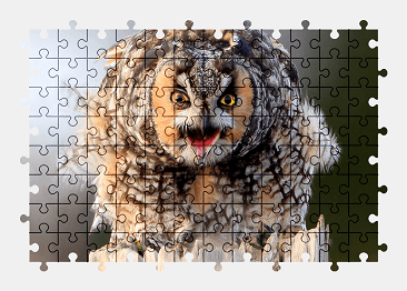 Jigsaw puzzle online owl,bird,animal,nature,colorful