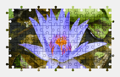 Jigsaw puzzle online water-lily,flower,nature