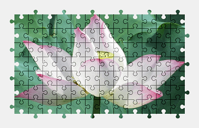 Jigsaw puzzle online lotus,flower,plant,nature,colorful