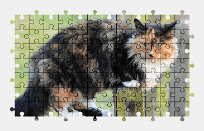 Jigsaw puzzle online cat,animal,pet,colorful