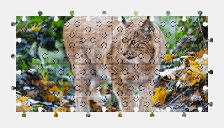 Jigsaw puzzle online lynx,animal,nature,big-cat,colorful