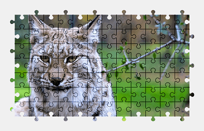 Jigsaw puzzle online lynx,animal,zoo,big-cat,nature,colorful