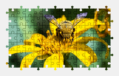 Jigsaw puzzle online yellow,flower,bee,animal,nature,colorful