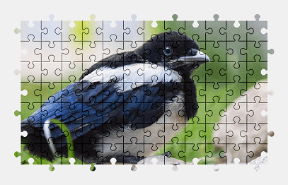 Jigsaw puzzle online magpie,bird,animal,nature,colorful