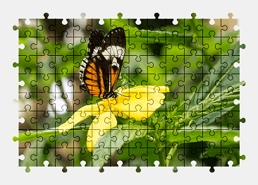 Jigsaw puzzle online butterfly,flower,nature,animal
