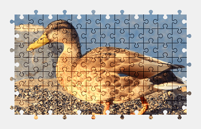 Jigsaw puzzle online duck,bird,animal
