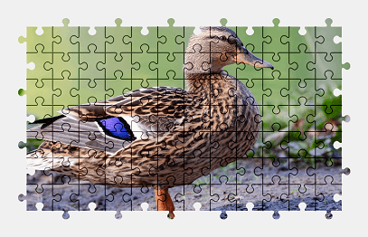 Jigsaw puzzle online mallard,duck,bird,animal,colorful