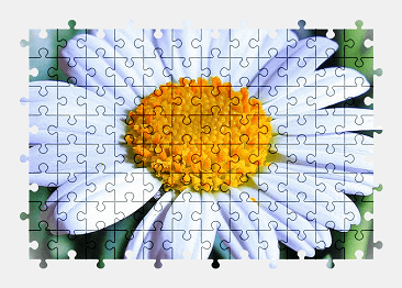 Jigsaw puzzle online marguerite,flower,blossom,bloom,spring