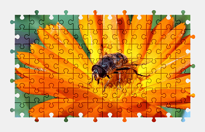 Jigsaw puzzle online calendula,garden,flower,nature,colorful,bee,animal