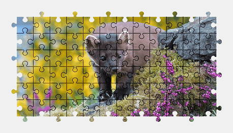 Jigsaw puzzle online animal,nature,colorful