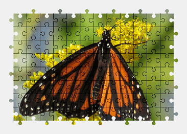 Jigsaw puzzle online monarch,butterfly,animal,nature