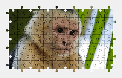 Jigsaw puzzle online monkey,primate,animal,nature,colorful