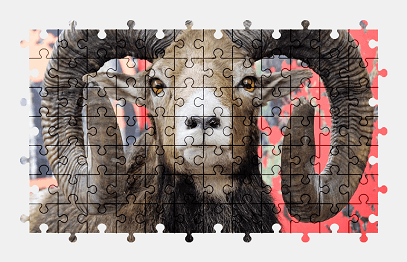Jigsaw puzzle online sheep,animal,wild