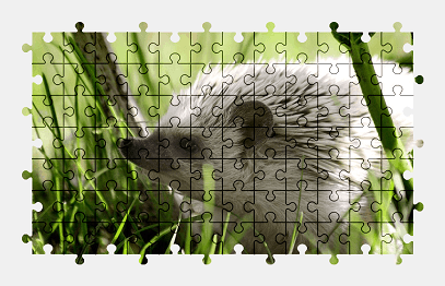 Jigsaw puzzle online hedgehog,animal,nature,cute