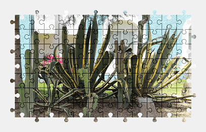 Jigsaw puzzle online nature,cactus,plant