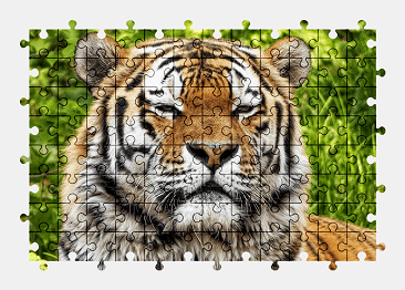 Jigsaw puzzle online tiger,animal,big-cat,nature,colorful