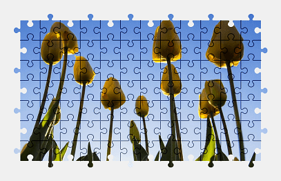 Jigsaw puzzle online yellow,tulip,flower,spring,nature,colorful