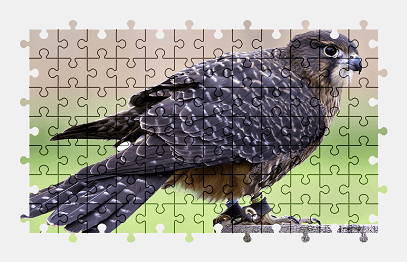 Jigsaw puzzle online bird,nature,animal,colorful