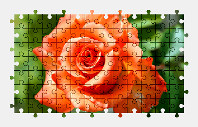 Jigsaw puzzle online orange,rose,flower,colorful,nature