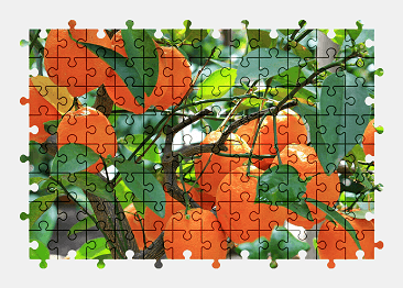 Jigsaw puzzle online orange,oranges,citrus,food,fruit,nature,colorful