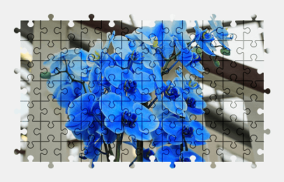 Jigsaw puzzle online orchid,blue,flower,colorful