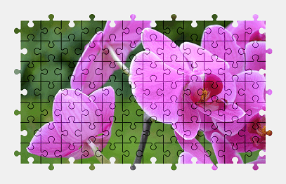 Jigsaw puzzle online orchid,flower,colorful,plant