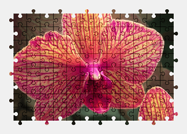 Jigsaw puzzle online orchid,flower,plant